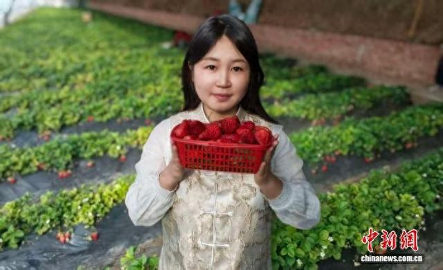 图为游客在红旗村采摘草莓。丁浩楠 摄