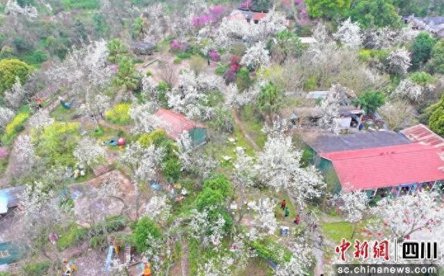 梨花盛开引客来。贡井融媒 供图