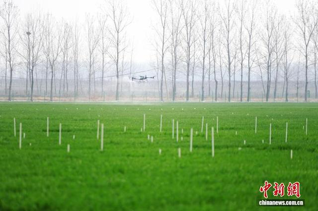 3月12日，在安徽省宿州市埇桥区国家现代农业产业园，一台无人机正在按照农技人员设定的路线自动喷洒农药。中新社记者 张强 摄