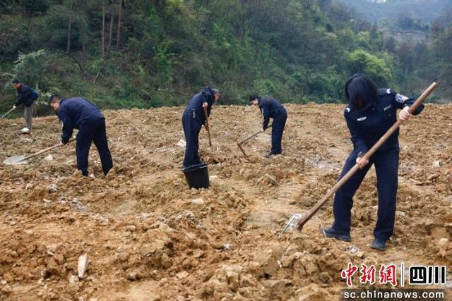 参与人员锄头挖土。高巧 摄
