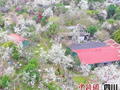 自贡贡井：数百亩梨花盛开 香飘山谷
