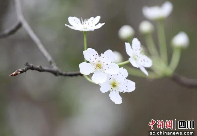 梨花盛开。贡井融媒 供图