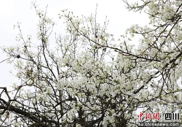 梨花盛开。贡井融媒 供图