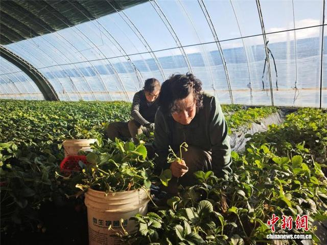 图为工人在打理草莓。 盖文佳 摄