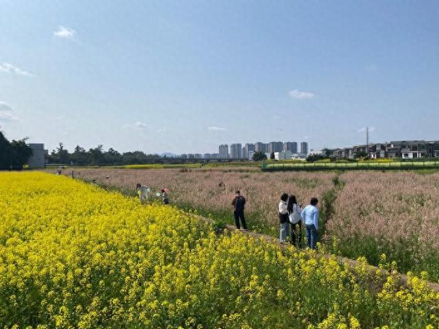 油菜花盛开，游客纷至沓来。黄平 摄
