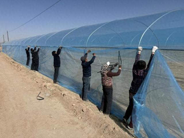 图为村民们开展拱棚外围绑扎、细节加固等收尾工作。王希丽 摄