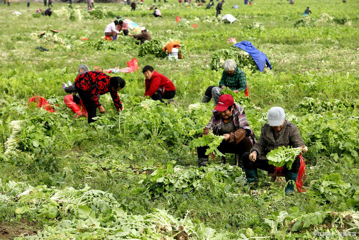 55岁失业别慌,可以做这7份工作养家|工资|收入|技能|家政|体力_新浪新闻