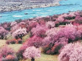 林芝雪山桃花相映成趣，成毅献唱春日颂歌