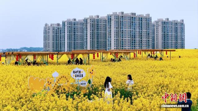 图为市民和游客在油菜花海打卡拍照品美食。陈涛 摄