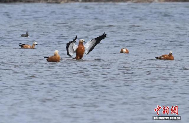 3月13日，长春市伊通河上演“春江水暖鸭先知”的生动景象。中新社记者 张瑶 摄