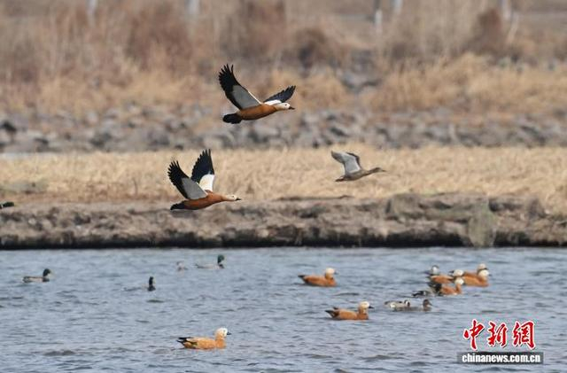 3月13日，长春市伊通河上演“春江水暖鸭先知”的生动景象。中新社记者 张瑶 摄