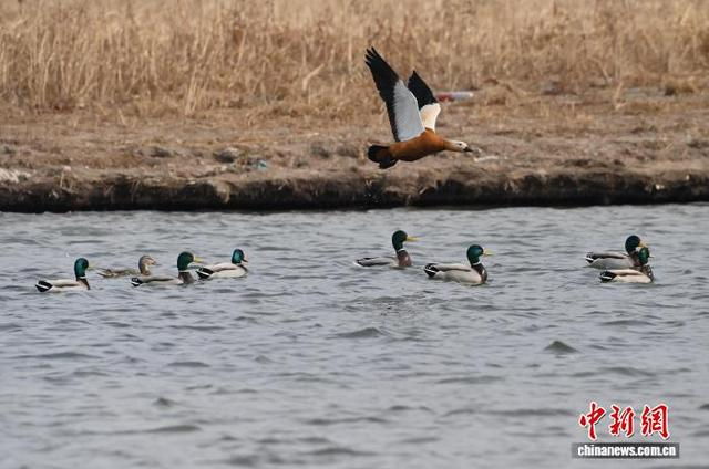 3月13日，长春市伊通河上演“春江水暖鸭先知”的生动景象。中新社记者 张瑶 摄