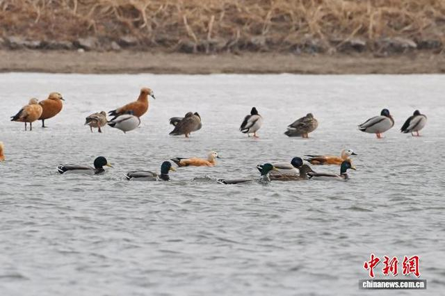 3月13日，长春市伊通河上演“春江水暖鸭先知”的生动景象。中新社记者 张瑶 摄