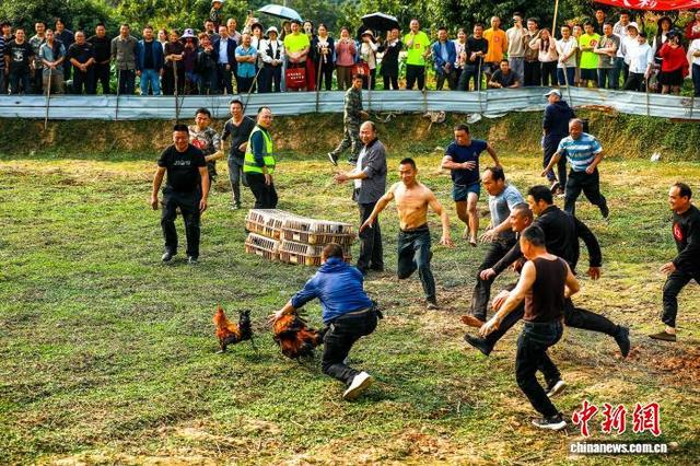 开展徒手捉鸡比赛，欢欢喜喜闹春耕。 李贵平 摄