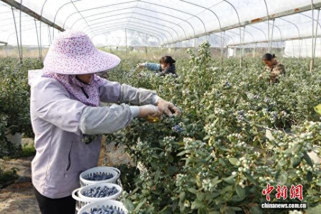 村民在广西来宾市兴宾区红河农场的蓝莓种植基地里采摘蓝莓。罗倩尹 摄