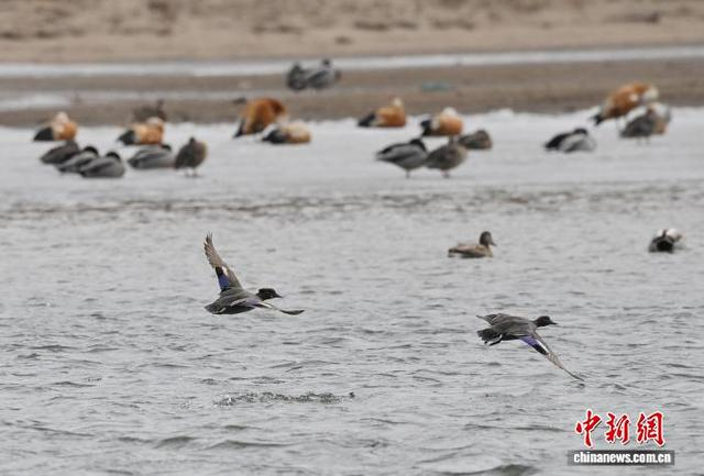 3月13日，长春市伊通河上演“春江水暖鸭先知”的生动景象。中新社记者 张瑶 摄