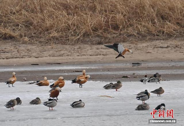 3月13日，长春市伊通河上演“春江水暖鸭先知”的生动景象。中新社记者 张瑶 摄