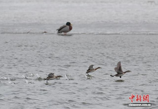 3月13日，长春市伊通河上演“春江水暖鸭先知”的生动景象。中新社记者 张瑶 摄