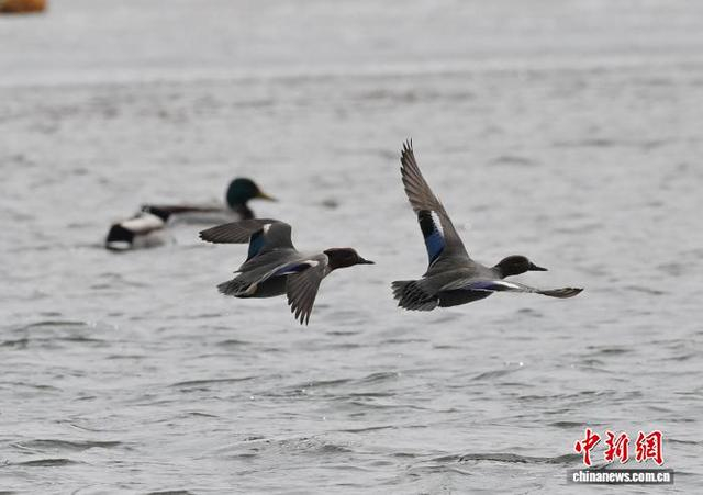 3月13日，长春市伊通河上演“春江水暖鸭先知”的生动景象。中新社记者 张瑶 摄
