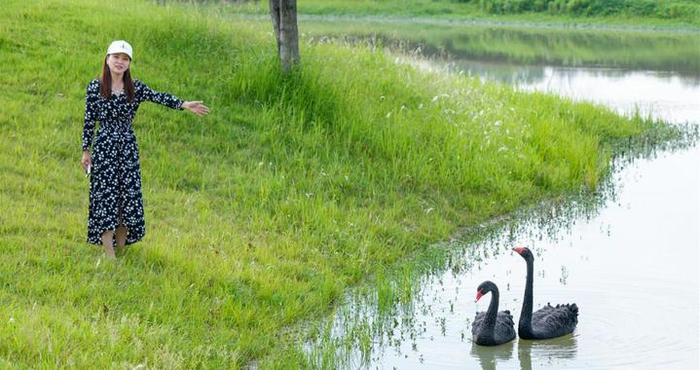 渣鹅出轨后续来了！与新欢秀恩爱近一年都没下蛋，工作人员怀疑两只鹅都是公的，动物专家上门抽血鉴定性别，结果为一公一母