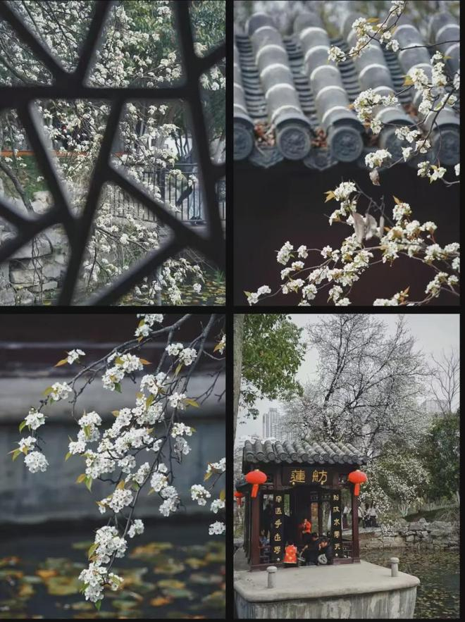 图源：合肥林园