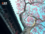 苏州粉白玉兰绽放映衬飞檐黛瓦