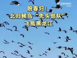 黑龙江兴凯湖迎北归候鸟先头部队