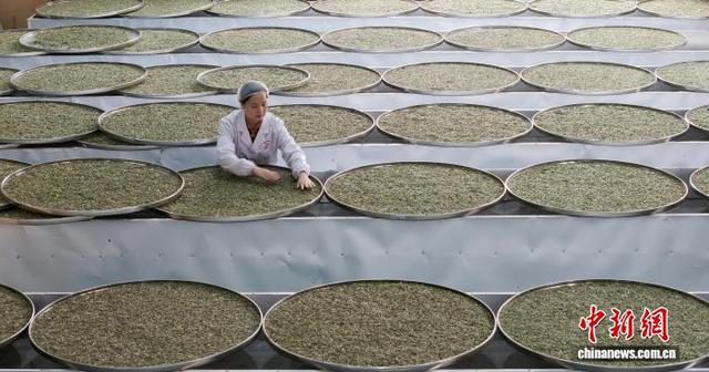 图为在三江侗族自治县生态产业园，工人在茶叶生产车间加工春茶。龚普康 摄