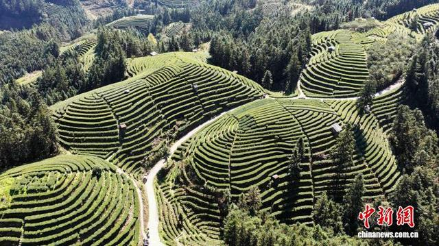 图为航拍三江侗族自治县良口乡燕茶村茶园。龚普康 摄