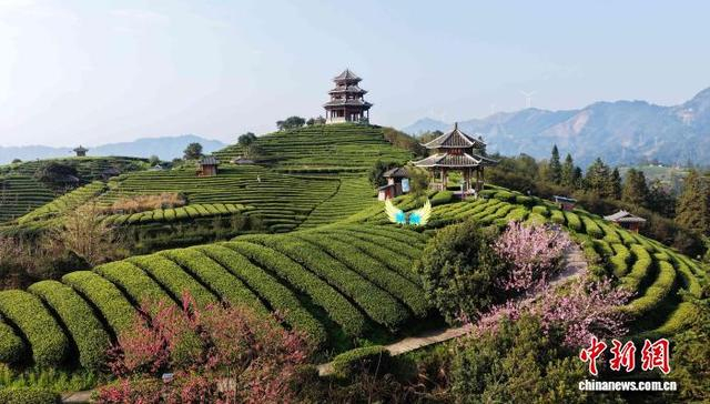 图为航拍三江侗族自治县八江镇布央村仙人山茶园。龚普康 摄