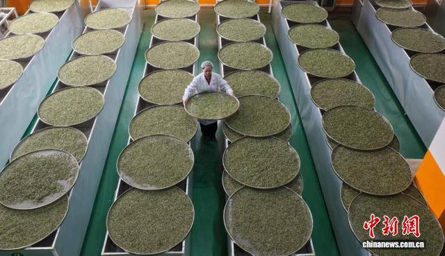 图为在三江侗族自治县生态产业园，工人在茶叶生产车间加工春茶。龚普康 摄