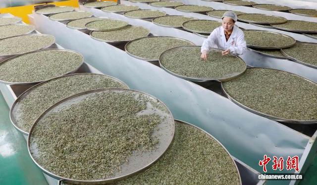 图为在三江侗族自治县生态产业园，工人在茶叶生产车间加工春茶。龚普康 摄