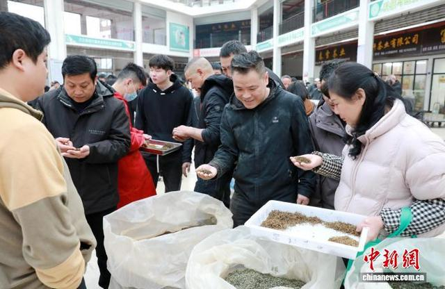 图为三江侗族自治县三江茶城的干茶交易现场。龚普康 摄