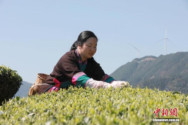 图为在三江侗族自治县良口乡燕茶村，一名妇女在采摘春茶。龚普康 摄