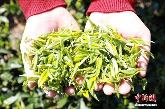 图为三江侗族自治县良口乡燕茶村茶园的春茶鲜芽。龚普康 摄