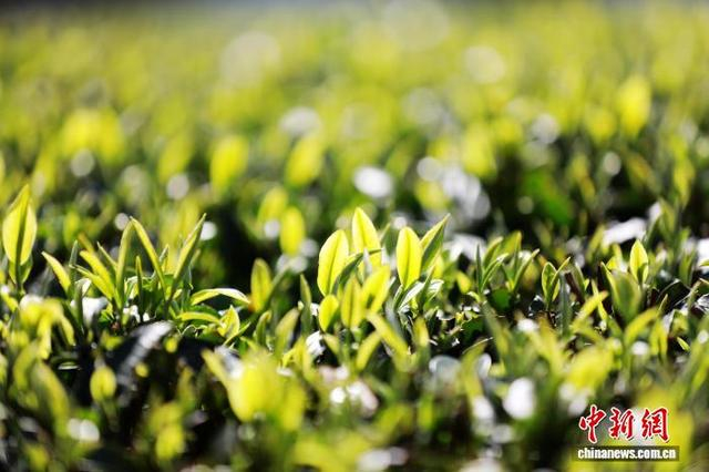 图为三江侗族自治县良口乡燕茶村茶园的春茶鲜芽。龚普康 摄