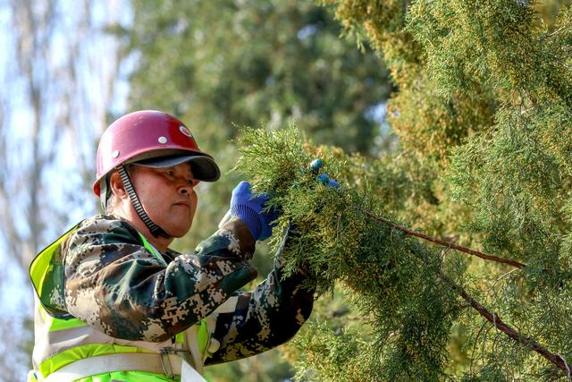 修剪柏树。通讯员何建勇摄