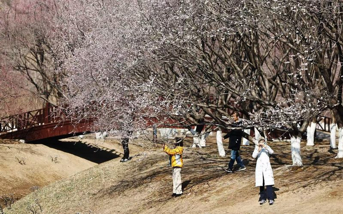 北京奥森公园山桃花陆续绽放。新京报记者 王飞 摄