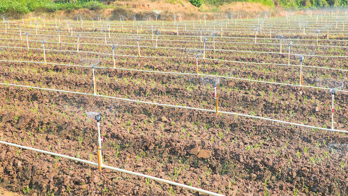 ▲水肥一体化喷灌设施正在工作。