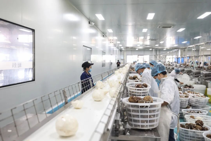 海南爱科椰业食品有限公司的工作人员在处理椰子/新华社记者张丽芸摄