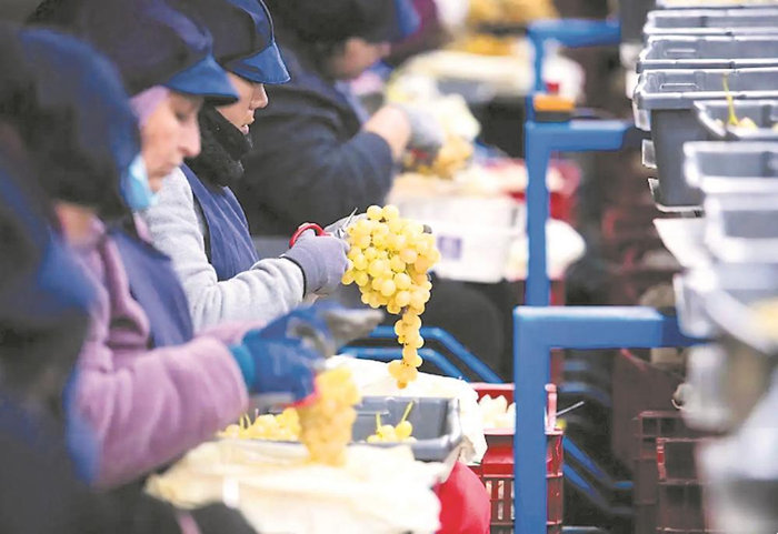     新年时西班牙工人迎新年准备“许愿葡萄”。    图据新华社