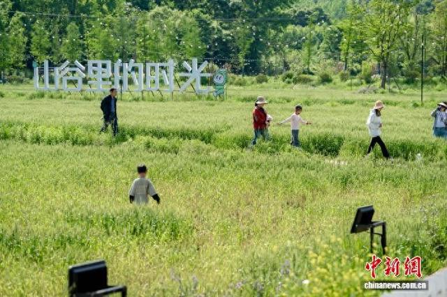 孩子们在田野里踏青，享受春日山谷里的慢时光。南京响堂 供图