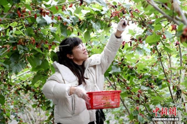 图为游客在采摘桑葚。陆远培 摄
