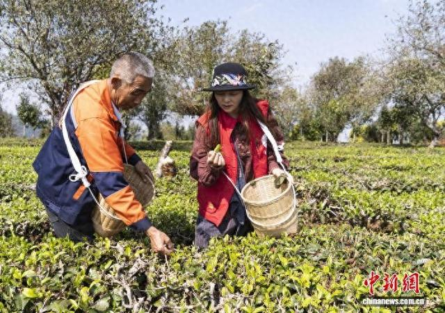 图为澜沧县勐朗镇开采“明前茶”。 徐萍 摄