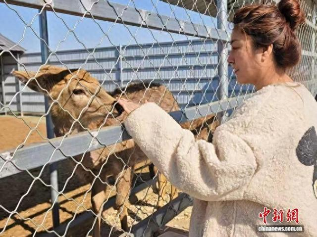 游客们与小鹿亲密互动。梅里斯达斡尔族区委宣传部 供图