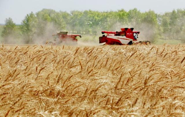2025年8月5日，位于黑龙江省五大连池市的大庆油田农场调动多台联合收割机抢收小麦。新华社发（陆文祥 摄）