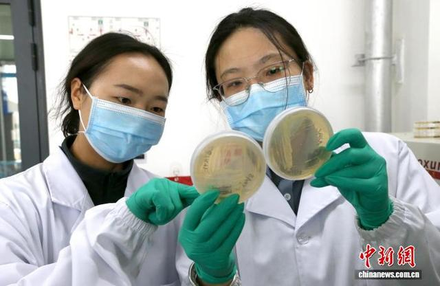 3月17日，青海大学农林科学院生物技术研究所，工作人员正在观测菌液生长情况。中新社记者 张忠苹 摄