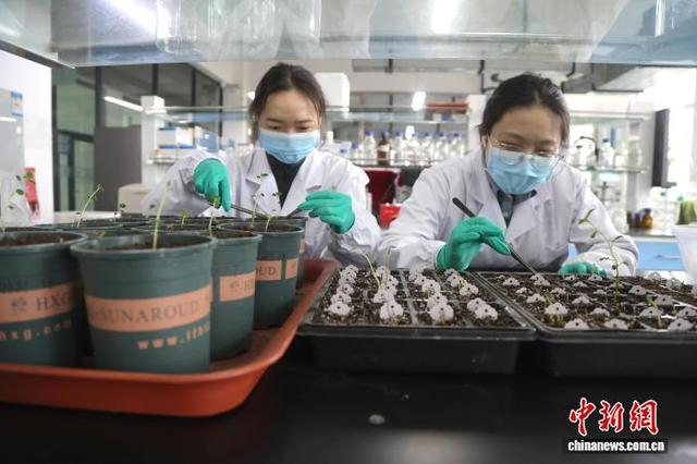 3月17日，青海大学农林科学院生物技术研究所，工作人员检查移栽的盆栽苗。新社记者 张忠苹 摄