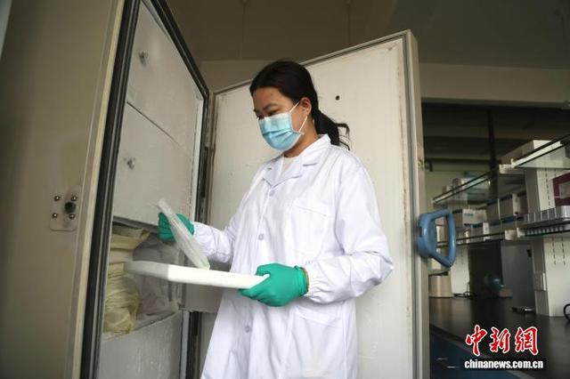 3月17日，青海大学农林科学院生物技术研究所，工作人员正从超低温冰箱拿样品。中新社记者 张忠苹 摄