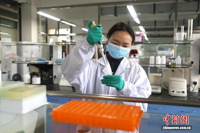 3月17日，青海大学农林科学院生物技术研究所，工作人员正在实验室提取马铃薯的DNA。中新社记者 张忠苹 摄